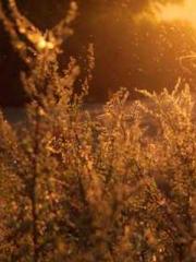 lt;Liang Yimo Cold N