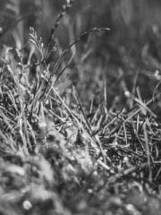 The Taoist nun was f