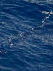 Chen Pingapos;an and