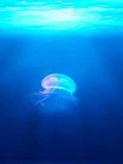 Become a big shot in