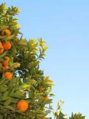 Lin Feng Lin Yun Yao