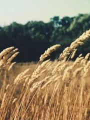 Morning sickness aft