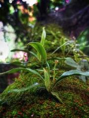 lt;Honor calls for N