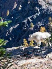 lt;Honor calls for N