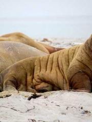 The Taoist nun was f