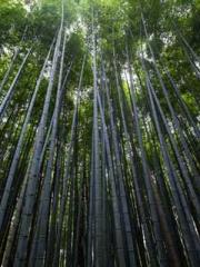 General Bo, please d