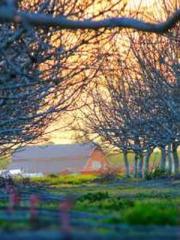 Spring fills Beijing