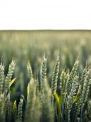 The wife wishes to b